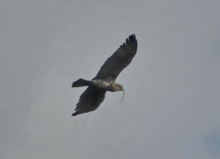 Biancone in volo - Circaetus gallicus